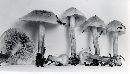 Pholiota occidentalis image