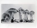 Pholiota occidentalis image