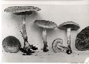 Pholiota occidentalis image