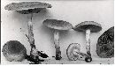 Pholiota occidentalis image