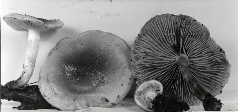 Pholiota rufodisca image