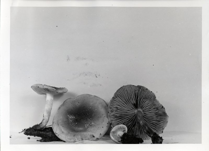Pholiota rufodisca image