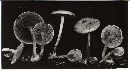 Pholiota scamba image