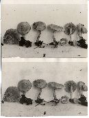 Pholiota scamba image