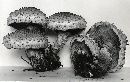 Pholiota squarrosoides image