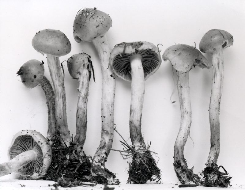 Pholiota subflavida image