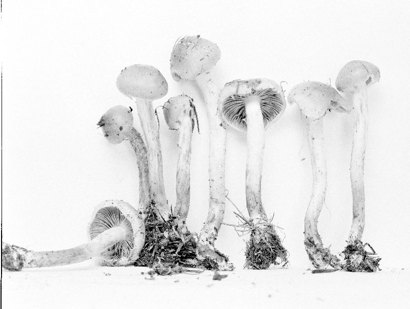 Pholiota subflavida image