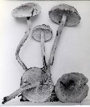 Pholiota subochracea image