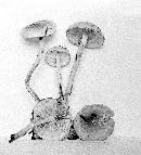 Pholiota subochracea image