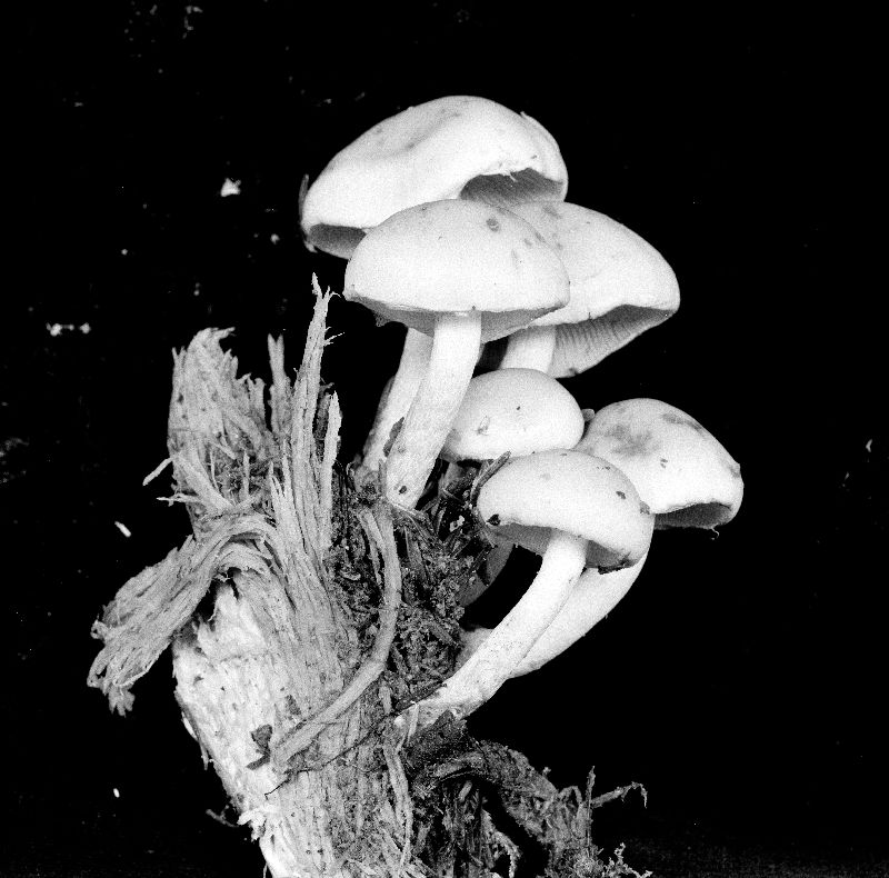 Pholiota subochracea image