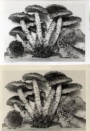 Pholiota terrestris image