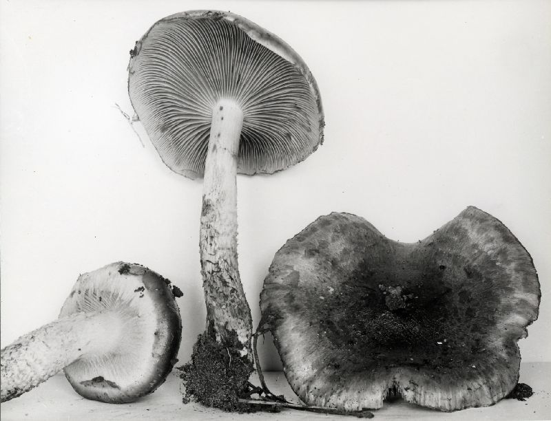 Pholiota verna image