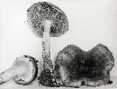 Pholiota verna image