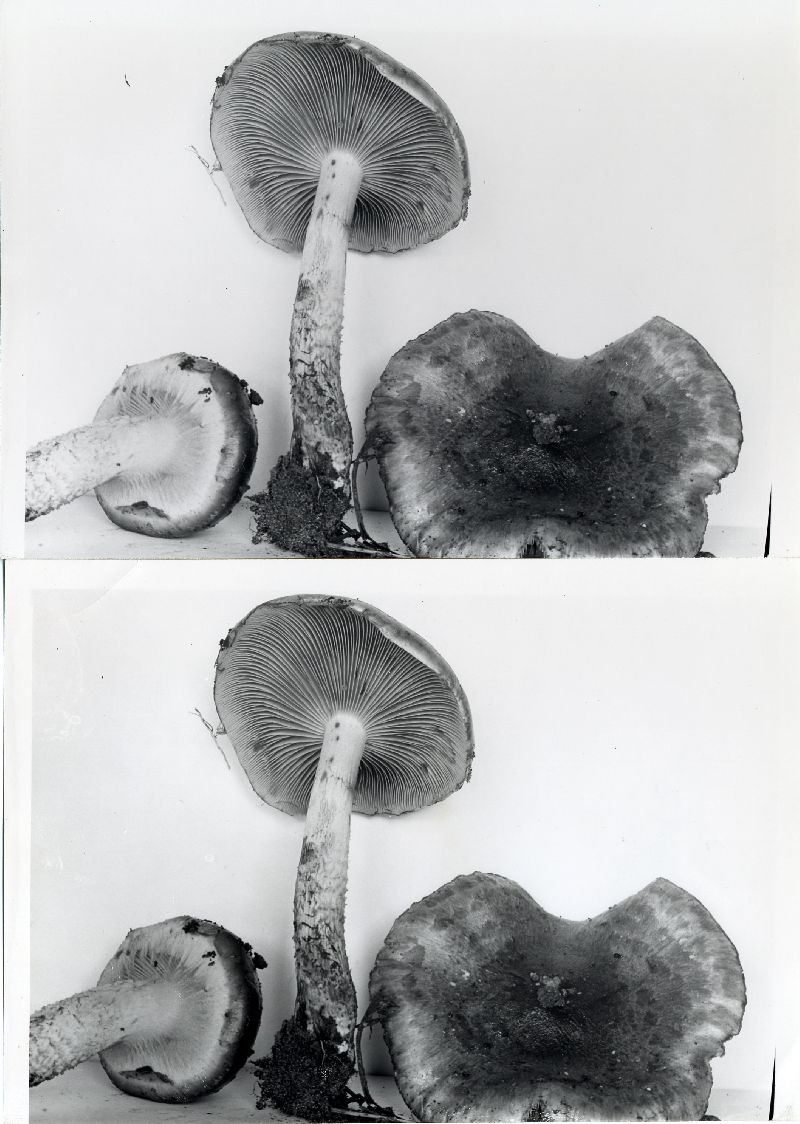 Pholiota verna image