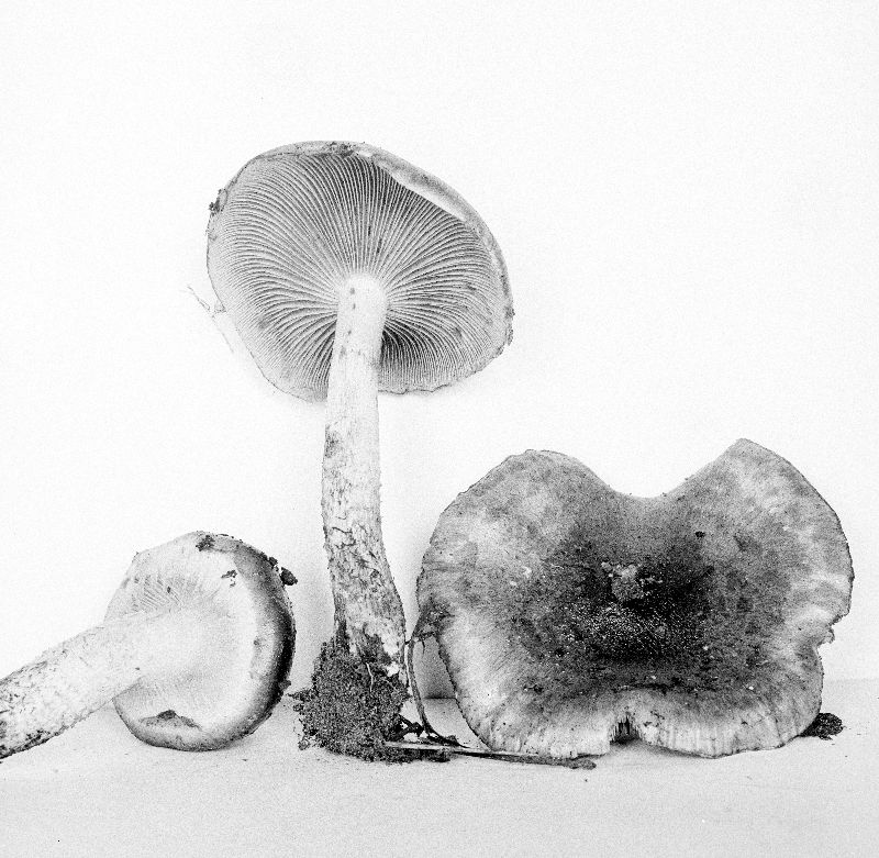 Pholiota verna image