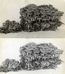 Kuehneromyces vernalis image