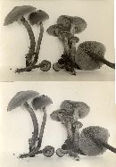 Kuehneromyces vernalis image