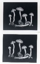 Pholiota vialis image