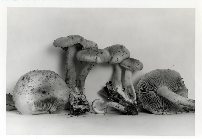 Pholiota vialis image