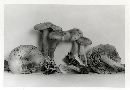 Pholiota vialis image