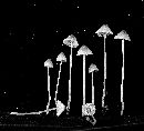 Mycena adonis var. adonis image