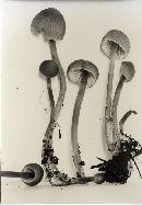 Mycena alnicola image