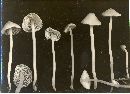 Mycena amabilissima image