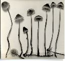 Mycena amicta image