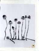 Mycena amicta image