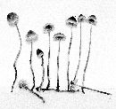 Mycena amicta image