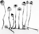 Mycena amicta image