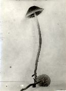 Mycena amicta image