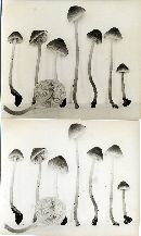 Mycena amicta image