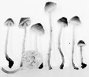 Mycena amicta image