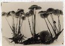 Mycena aurantiomarginata image