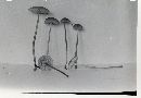 Mycena clavicularis image