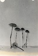 Mycena clavicularis image