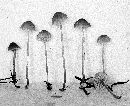 Mycena clavicularis image