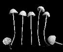 Hemimycena delectabilis image