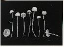 Hemimycena delectabilis image