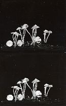 Hemimycena lactea image