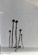 Mycena aurantiomarginata image