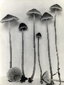 Mycena aurantiomarginata image