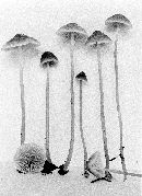 Mycena aurantiomarginata image