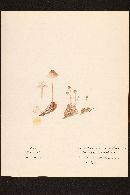 Mycena elegantula image