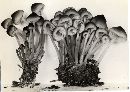 Mycena elegantula image