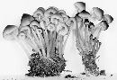 Mycena elegantula image