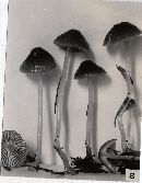 Mycena epipterygioides image