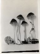 Mycena epipterygioides image