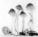 Mycena epipterygioides image